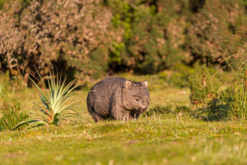 Wildlife from Australia