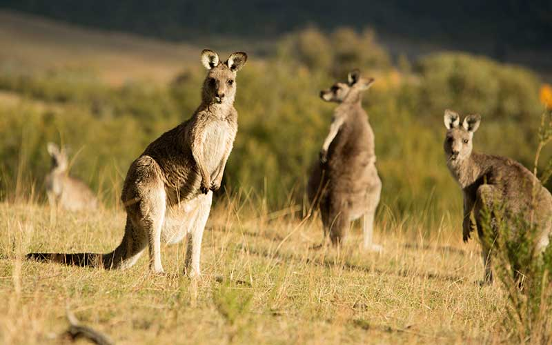 Kangaroos